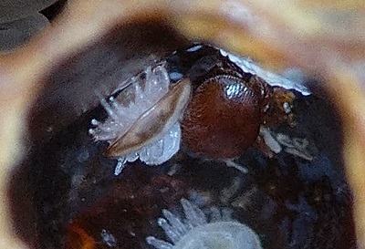 Milbenfamilie in einer Zelle